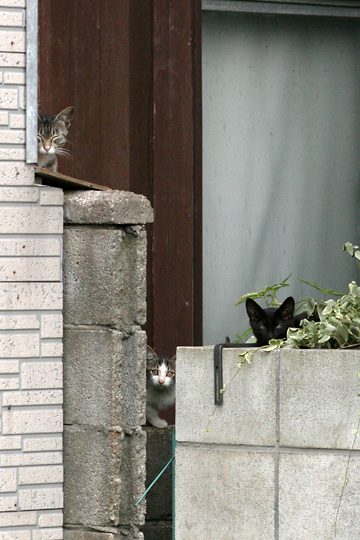 ねこ