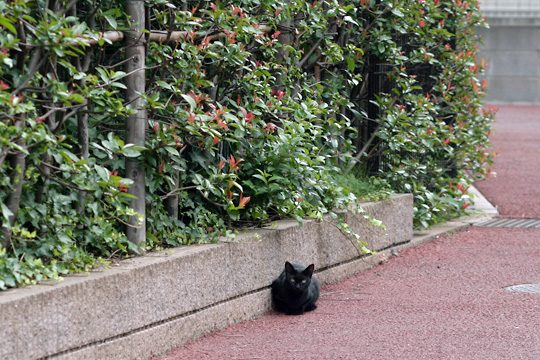 ねこ