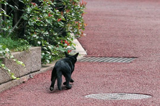 ねこ