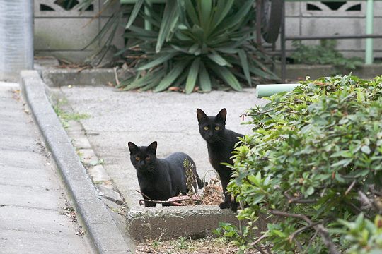 ねこ