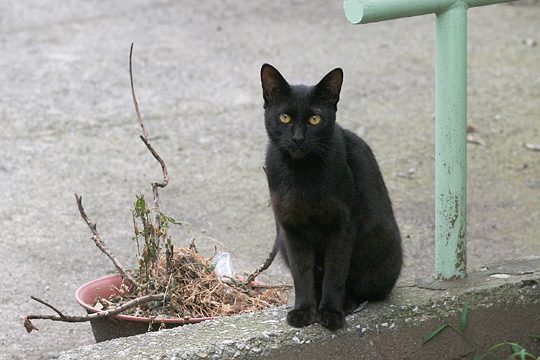 ねこ