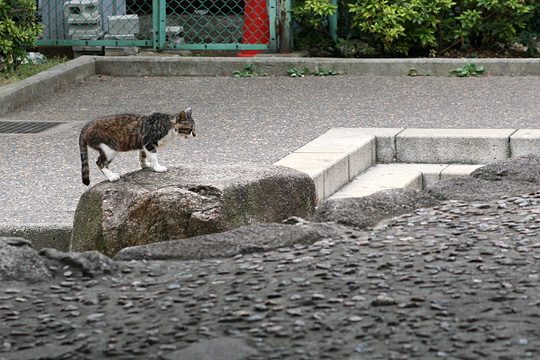 ねこ