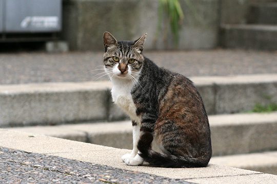 ねこ