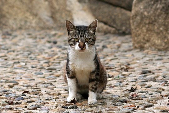 ねこ