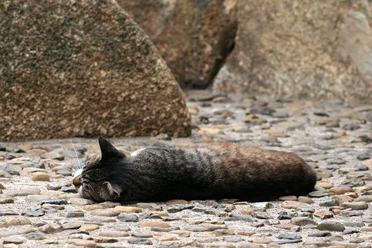 ねこ