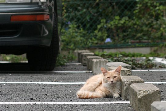 ねこ