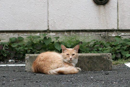 ねこ