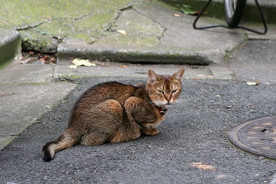 ねこ