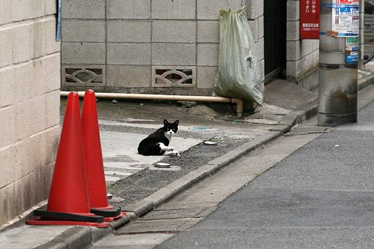 ねこ