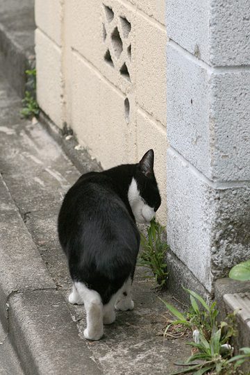 ねこ