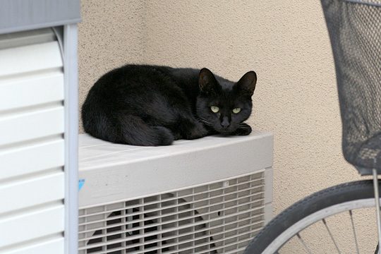 ねこ