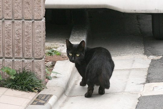 ねこ