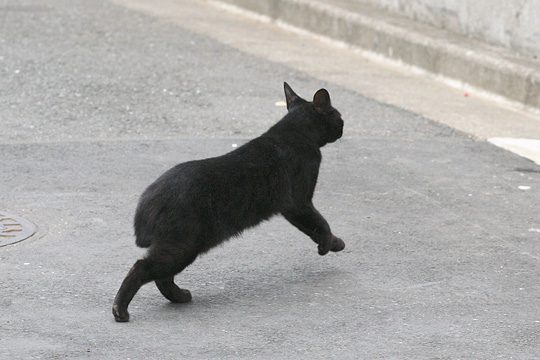 ねこ