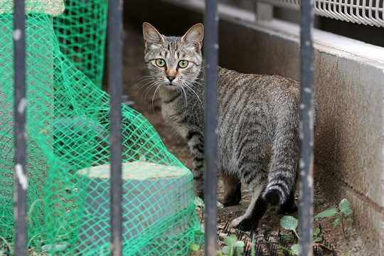 ねこ