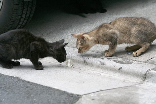 ねこ