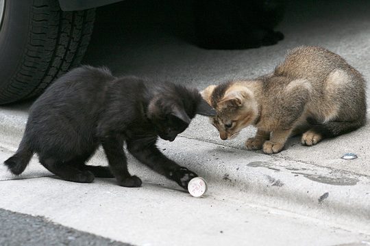 ねこ