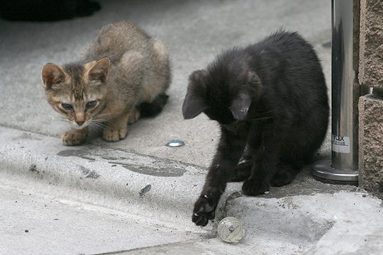 ねこ