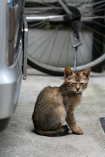 ねこ