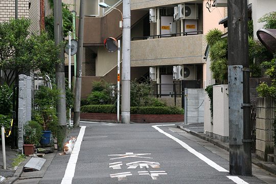 ねこ