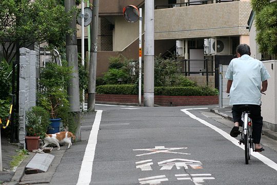 ねこ