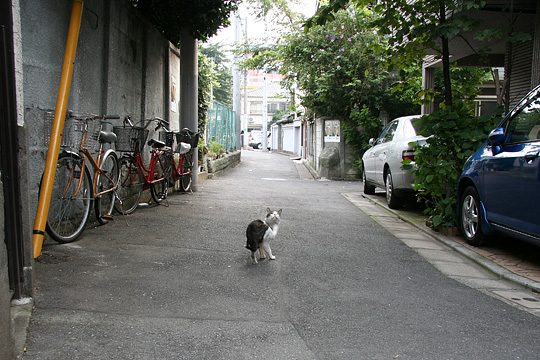 ねこ