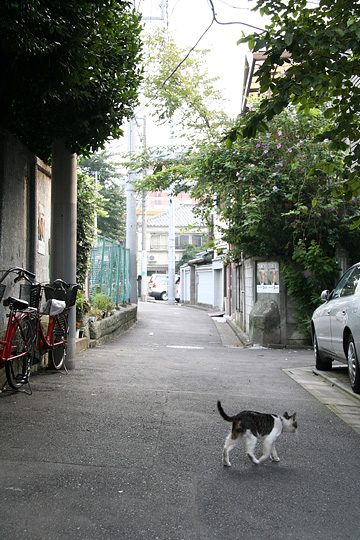 ねこ