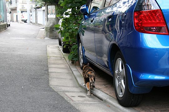 ねこ