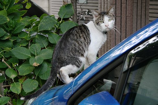 ねこ