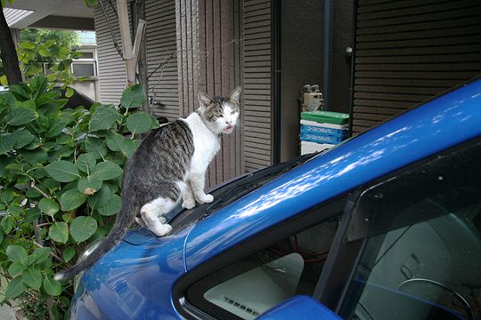 ねこ