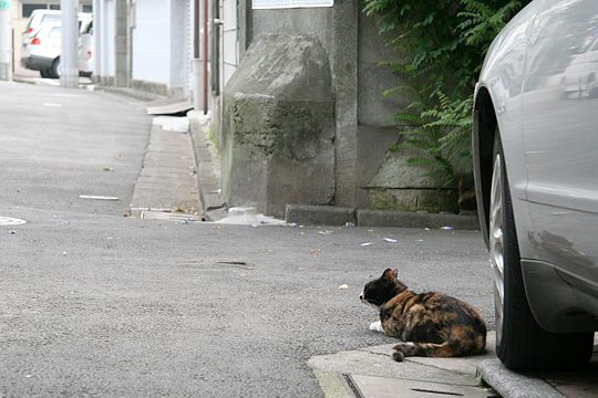 ねこ