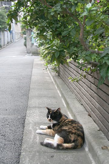 ねこ