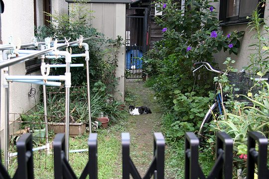 ねこ