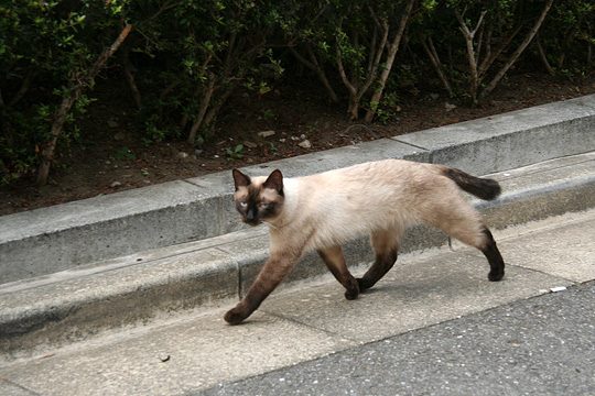 ねこ