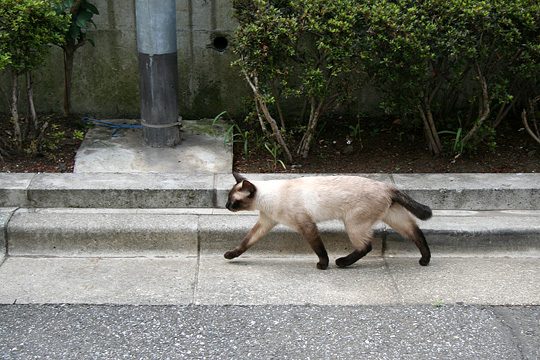 ねこ