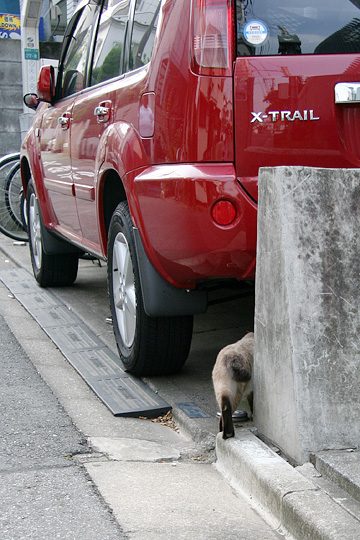 ねこ