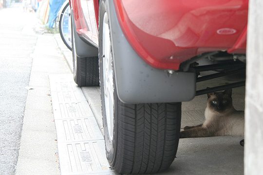 ねこ