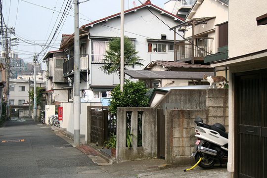 ねこ