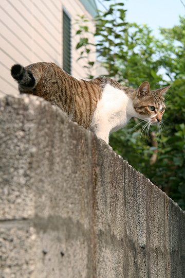 ねこ