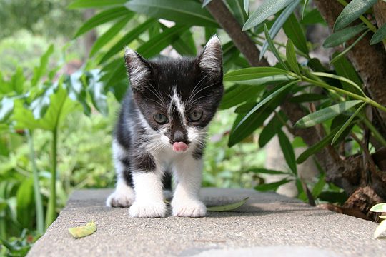 ねこ