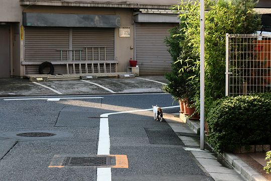 ねこ