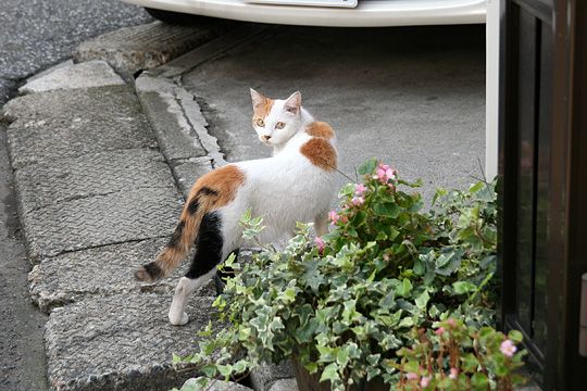 ねこ