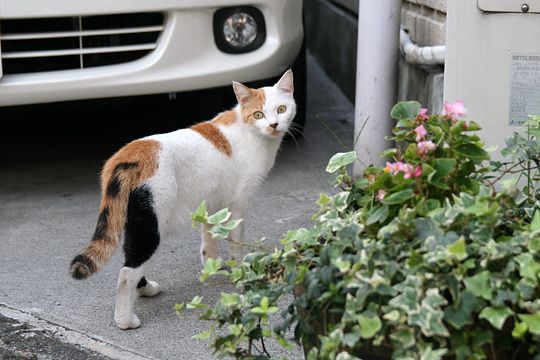 ねこ