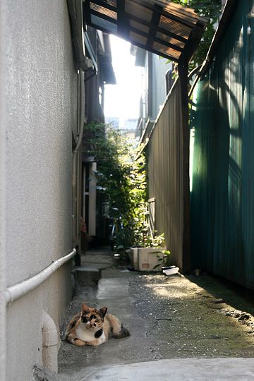 ねこ