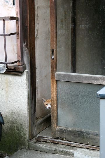 ねこ