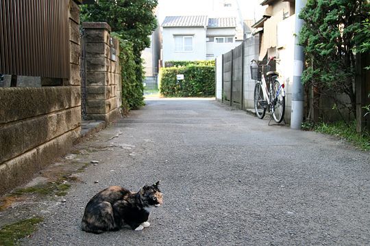 ねこ