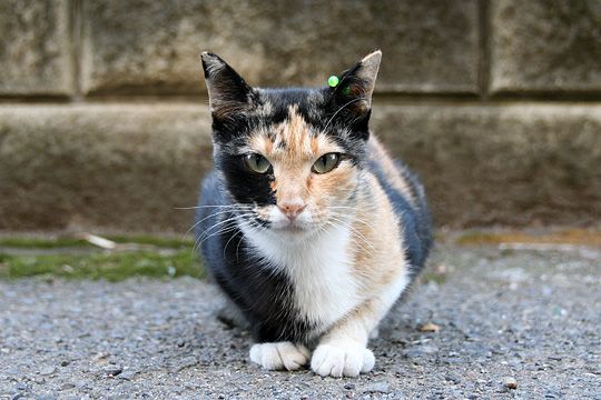 ねこ