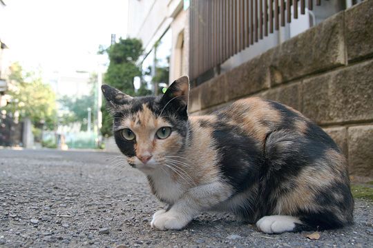 ねこ