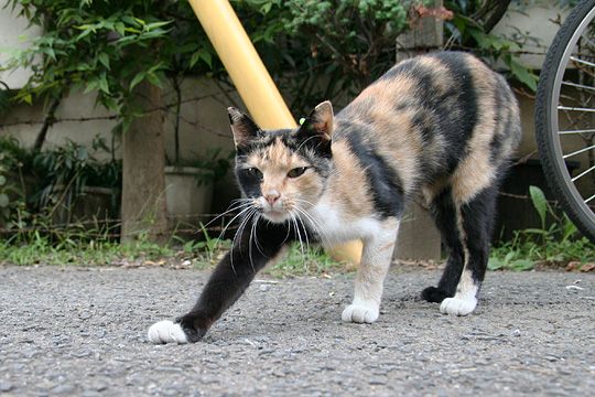 ねこ