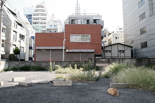 ねこ