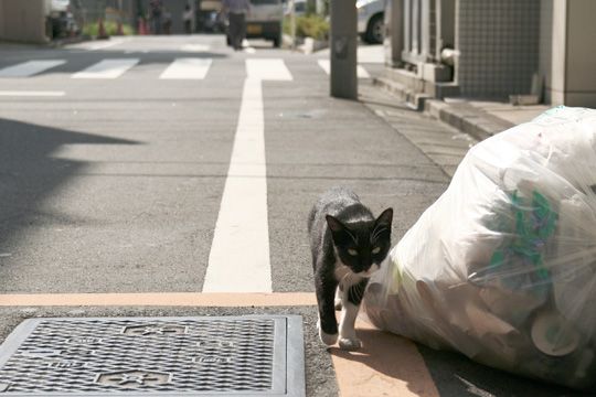 ねこ